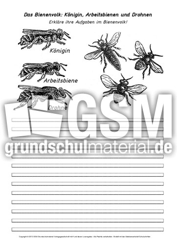 AB-Das-Bienenvolk.pdf